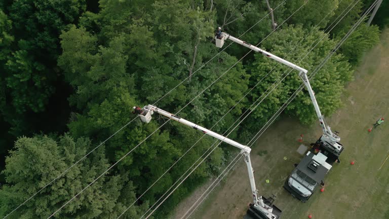 How Our Tree Care Process Works  in Englishtown, NJ